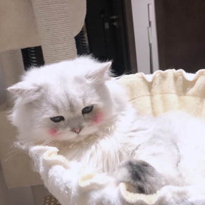 沐糖/可爱猫咪图 呆萌可爱