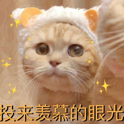 芯儿     可爱猫猫