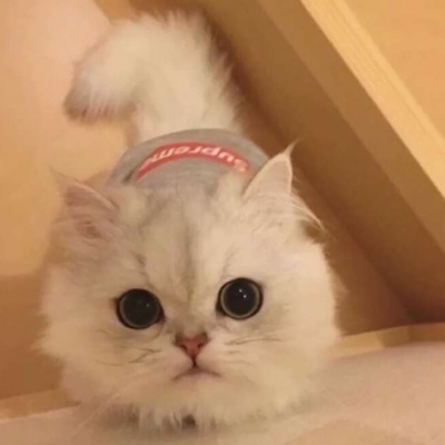 林弦：动物卡哇伊可爱头像