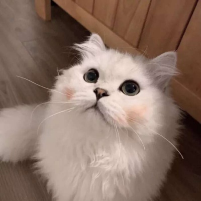 嘿嘿！小猫咪！！！