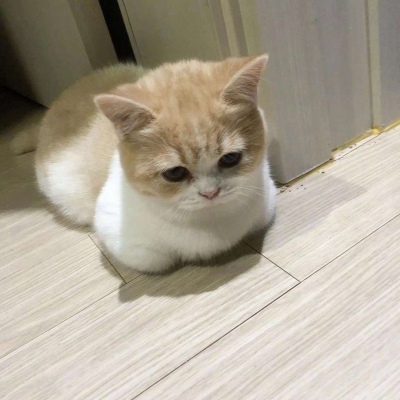 猫猫式揣手，可爱极了