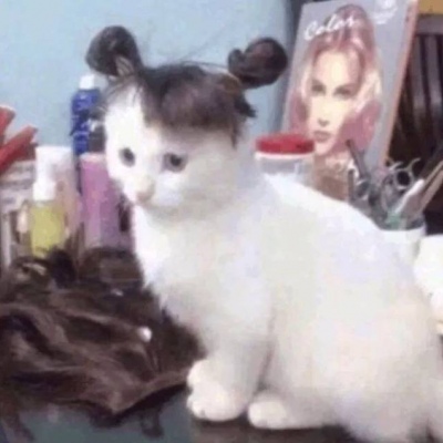 超沙雕可爱猫猫头