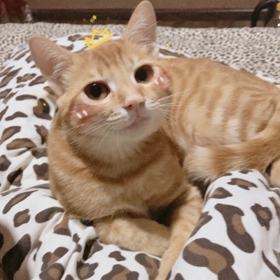 旺财和小橘的日常