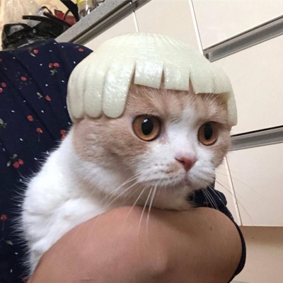  优质萌宠头  齐烟  捕捉一只小可耐