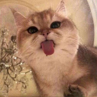 猫咪头像