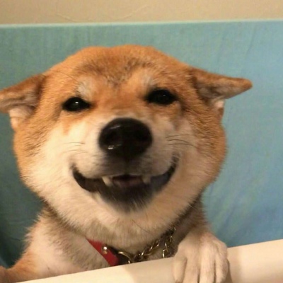 芯儿   搞笑多人团头 狗狗