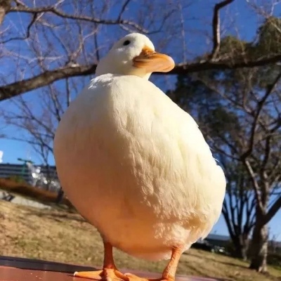 今日份的沙雕可爱头像/打卡晚安~