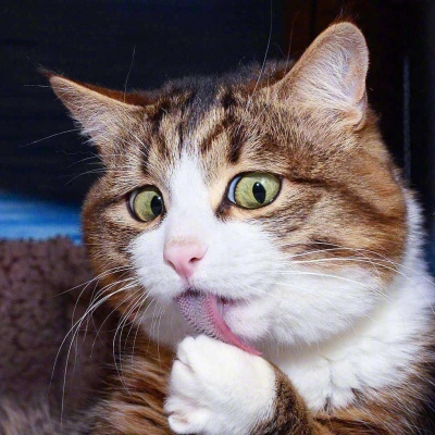 猫咪头像/可爱/搞怪/  你的世界可以有很多人而猫咪的世界全是你❤