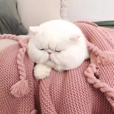 可爱的猫，喜欢猫求收藏和赞