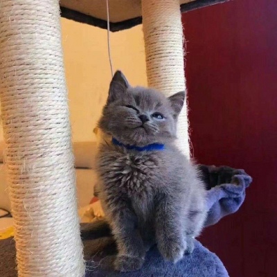 日更  动物情头 萌萌哒！记得关注我哟