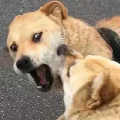 七七～搞怪情头…