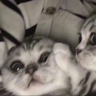 超萌哒猫咪情头
