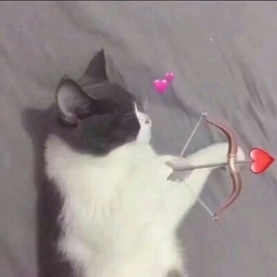 可爱猫咪情头。