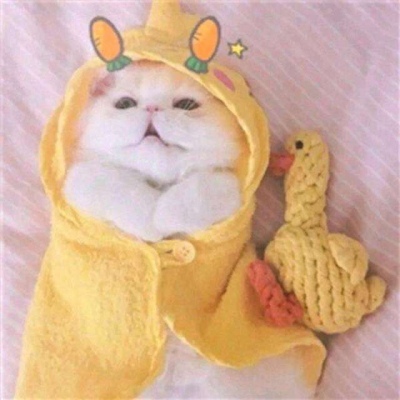 小动物可爱情头