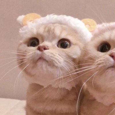 猫咪萌宠/可爱情侣头像