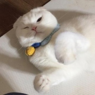 林弦/可爱猫咪一对两张情头