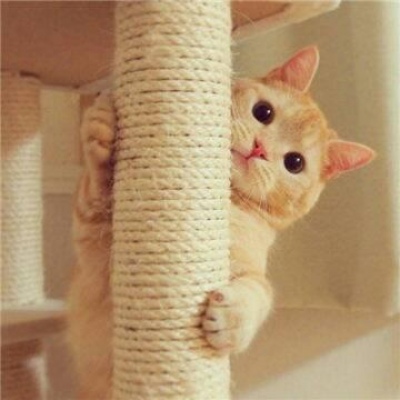 超可爱动物情头