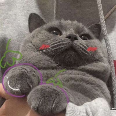 流浪猫遇上笨小孩