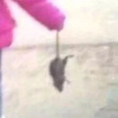 沙雕情侣头像.愿喜