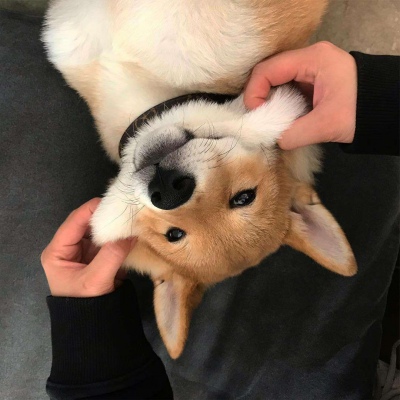 狗子头像 赠予全部的爱