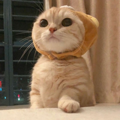 沈倦/可爱猫咪头像