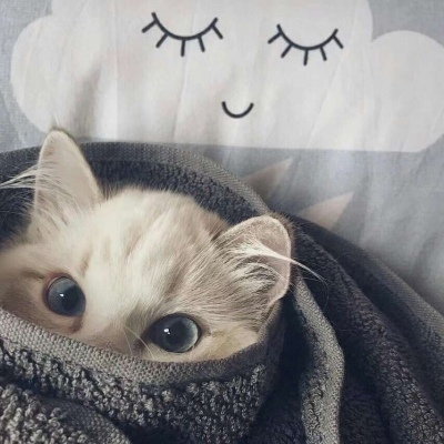 小七/萌宠情侣头像