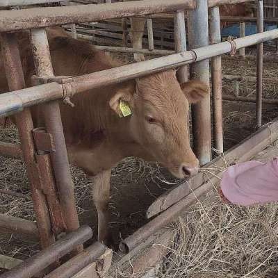 男朋友不是人系列