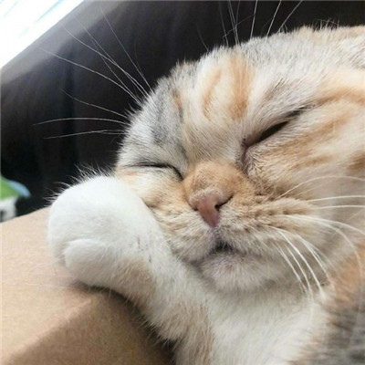 柠七：可爱猫咪情侣头像