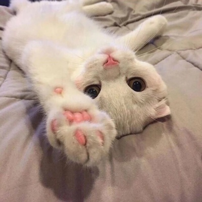 千鹤/猫咪情头/眉眼所致，皆是山河