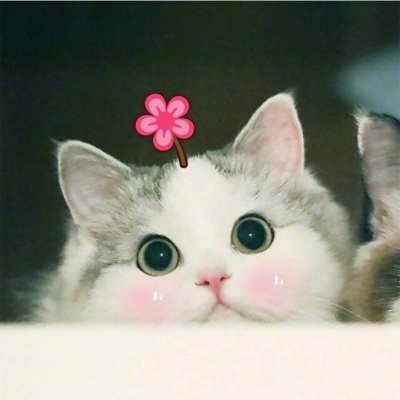 可爱猫咪情侣头像