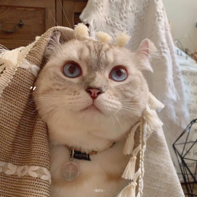 全网独一无二的猫咪情侣头像