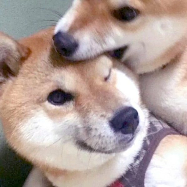 可爱又沙雕的情侣头像  甜甜的爱情终会轮到你