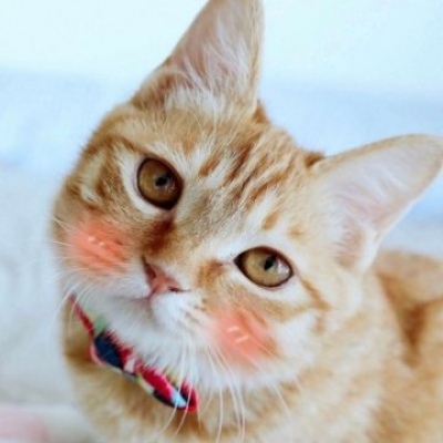 沈曦：可爱一对两张猫咪狗狗情头 长安归故里我归你.