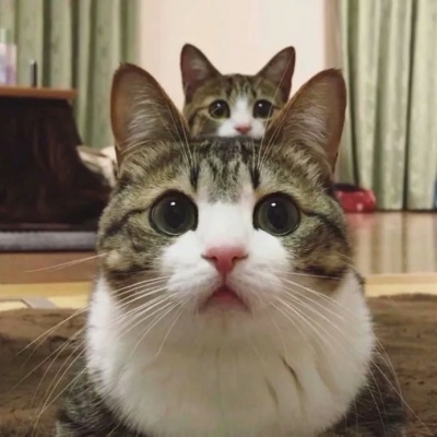 您的情头已到，请注意查收(⑅˃◡˂⑅)