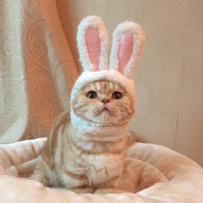 猫咪萌宠/可爱情侣头像一对两张2