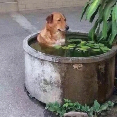 芯儿    沙雕搞笑情侣头像