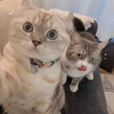 白灏宇:情侣头像/猫咪/可爱/一梦入混沌 烟火撞星辰.