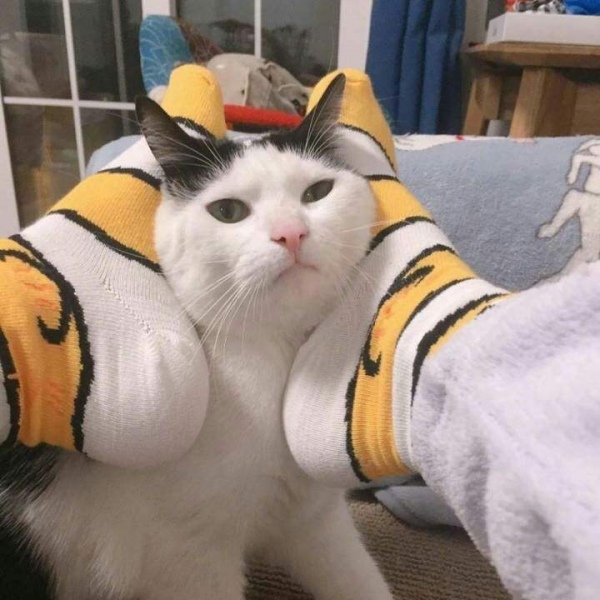 动漫情头／／猫咪?