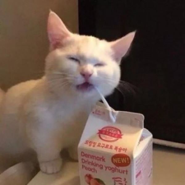 沈曦：一对两张可爱猫咪情头