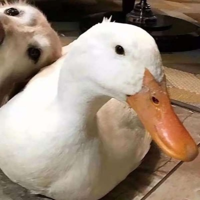 做一个洒脱的仙女儿❤️/沙雕情头