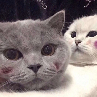 猫咪情侣头像，可爱