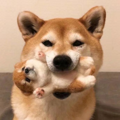 动物情头～猫猫狗狗人间天使