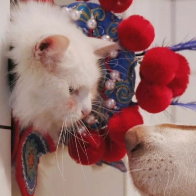 水水：情侣头像可爱猫咪情头.■