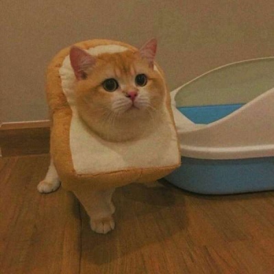 猫咪|可可爱爱没有脑袋 开开心心不动脑筋