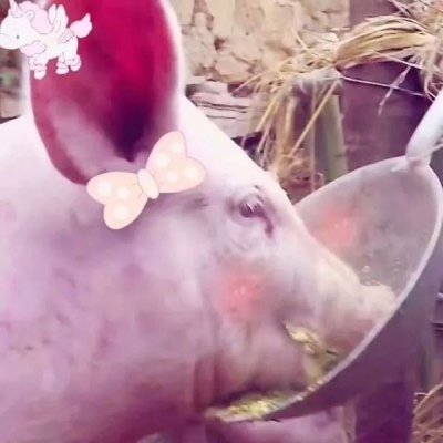 优质情侣头像-沙雕-对象不是人系列