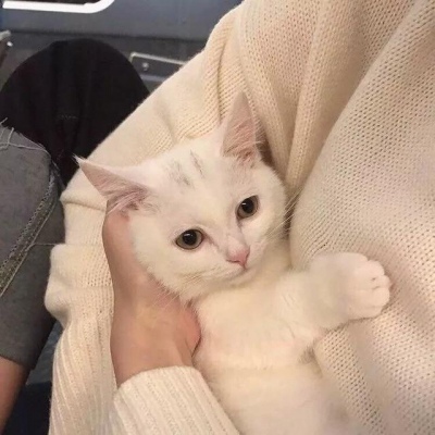 和你的伴侣换上可爱的喵头⑧