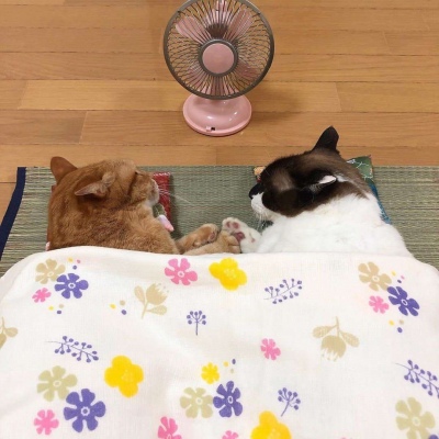 我的被窝超暖和，要不要一起?