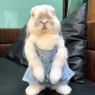 可爱的头像兔兔也太可了吧