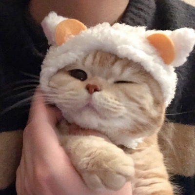 块块:可爱猫系列壁纸 欢迎领养