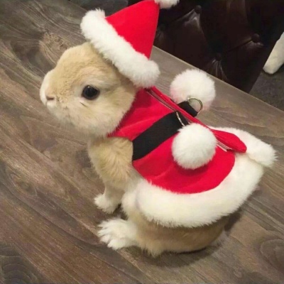 苏柒:可爱兔子?自拍照?